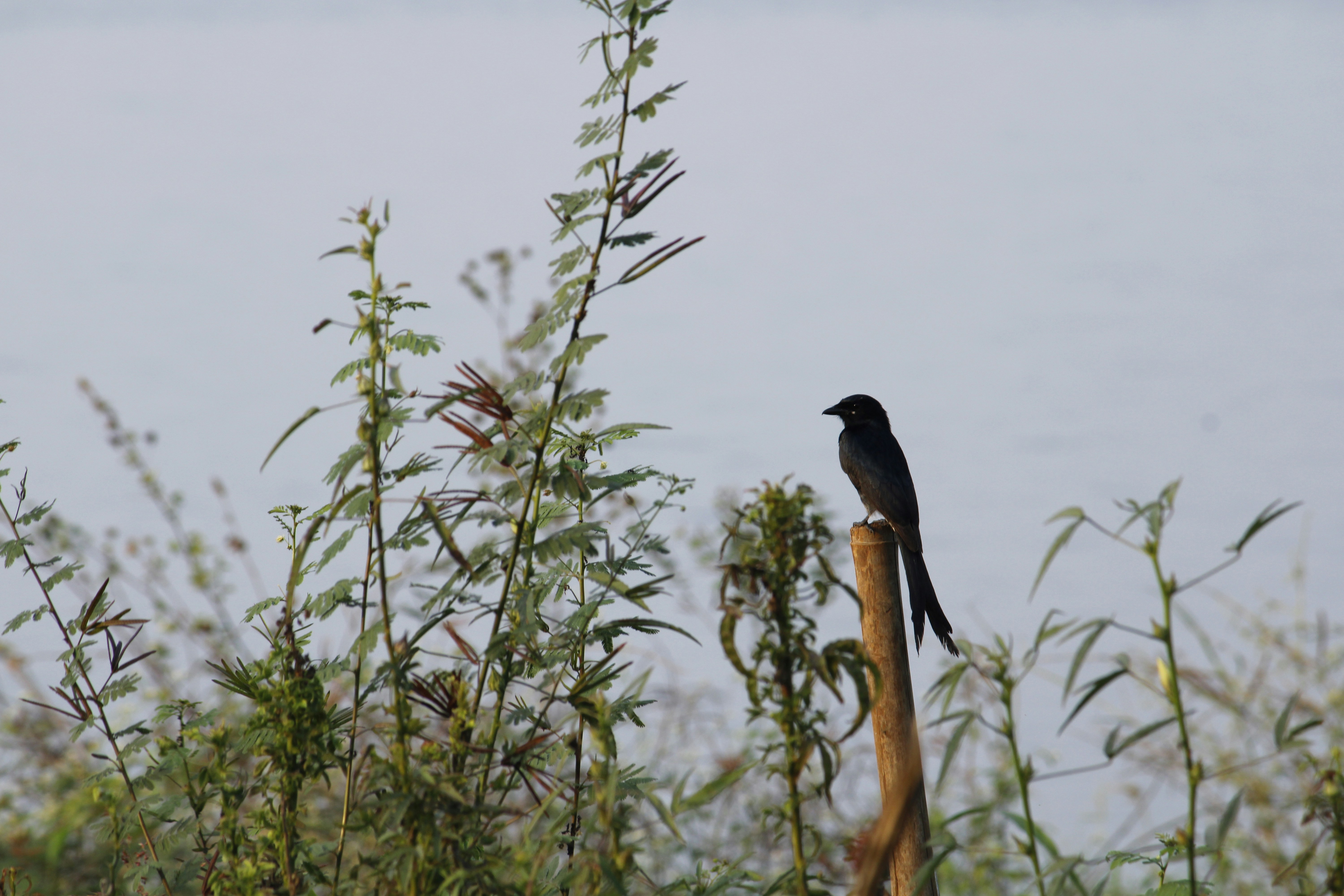 Photo by indianhobbyphotographer