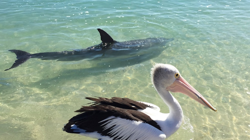 a pelican and a dolphin swimming in the water