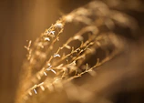 Delicate golden light filtering through sheer fabric, evoking subtle spiritual awakening.