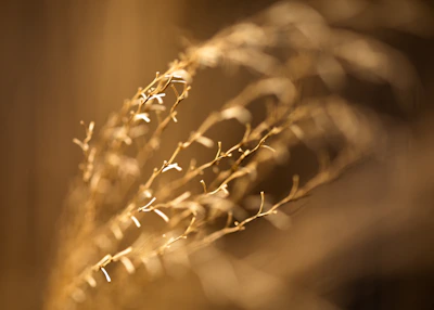 Delicate golden light filtering through sheer fabric, evoking subtle spiritual awakening.