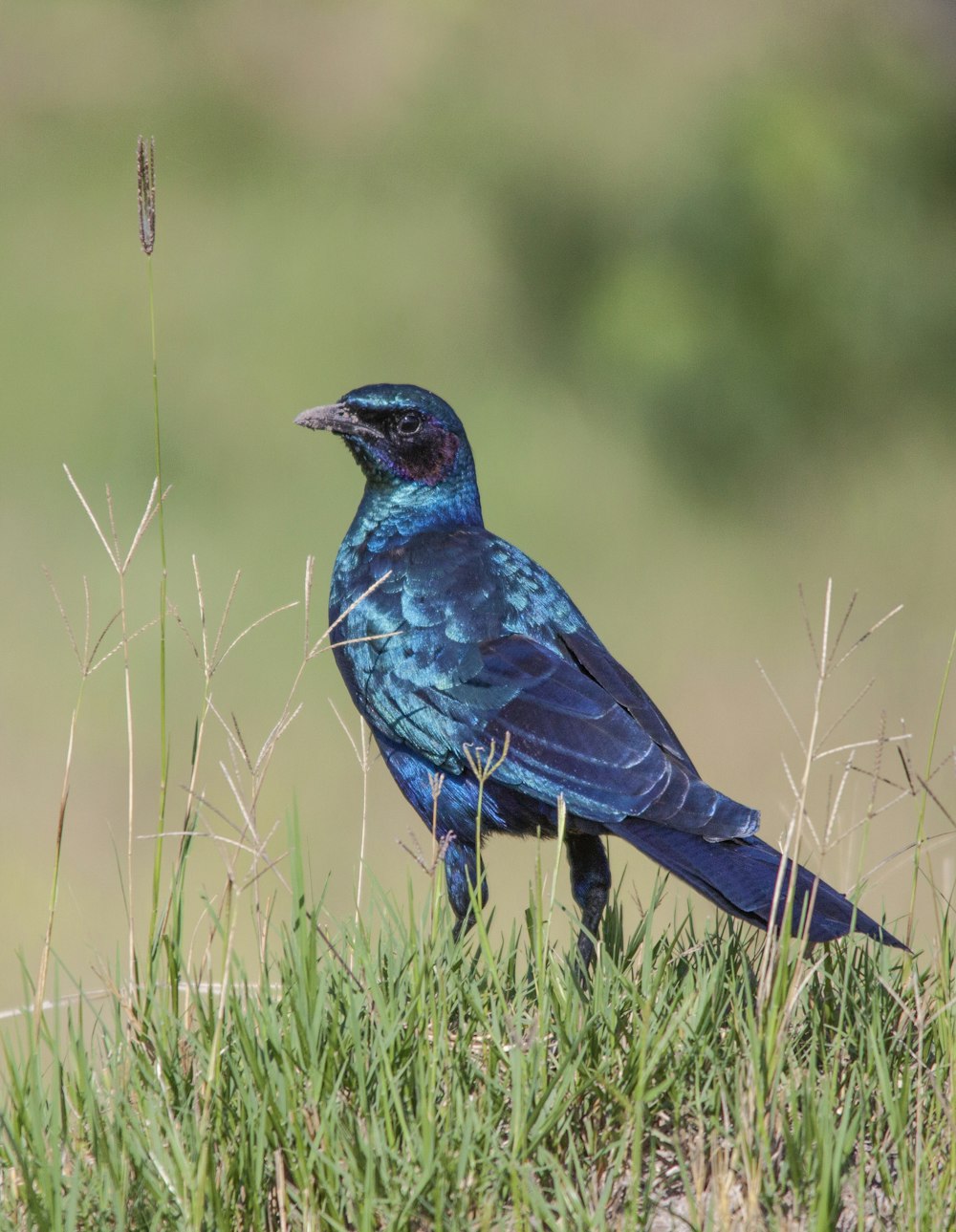 a blue bird sitting on top of a lush green field