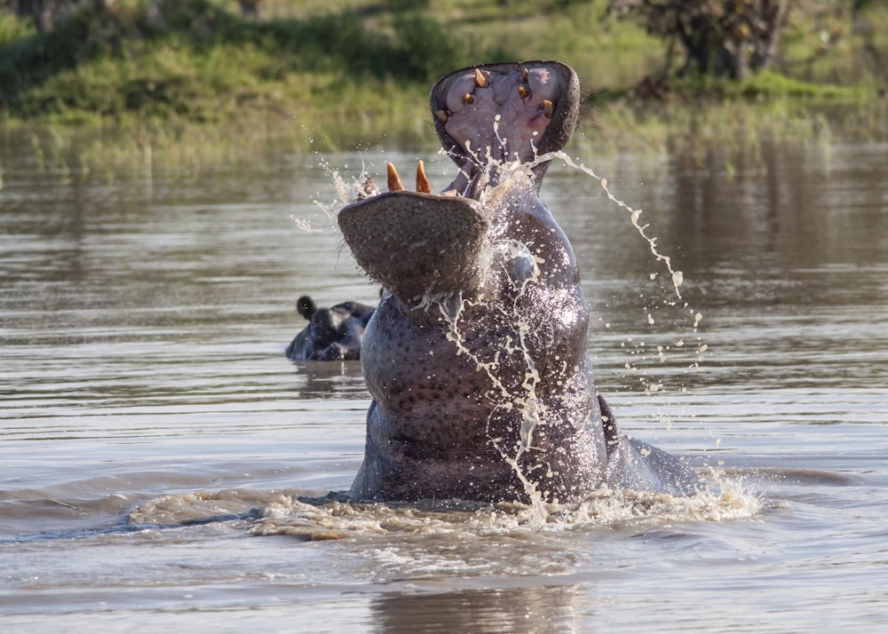 a hippopotamus in the water with its mouth open
