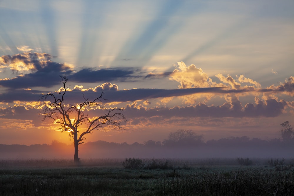 a tree in a field with the sun shining through the clouds