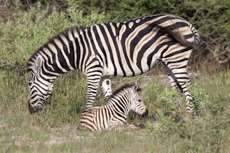 A mother zebra stands protectively over her young zebra foal, who is resting on the ground amidst green shrubs. The zebras are in a natural grassy habitat, with the adult zebra grazing casually while the baby zebra lies calmly.