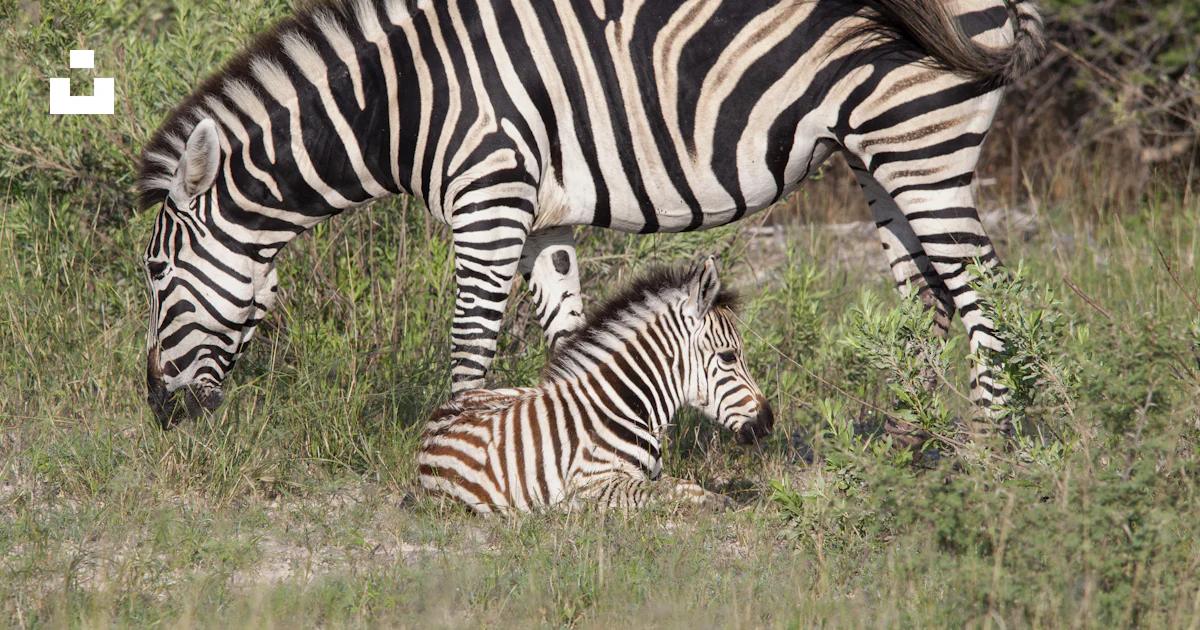 Une mère zèbre et son bébé dans un champ photo – Photo Khwai Gratuite ...