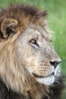 a close up of a lion in Etosha National Park