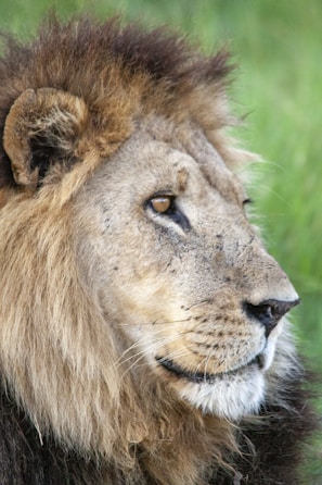 a close up of a lion in Etosha National Park