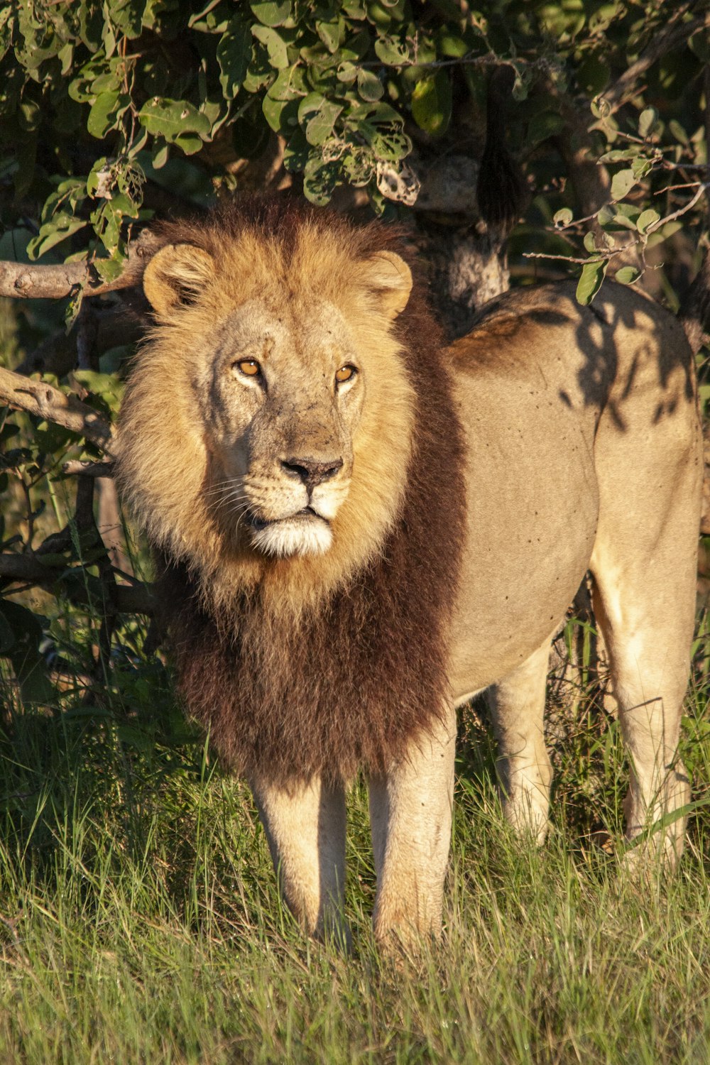 a lion standing in the grass next to a bush