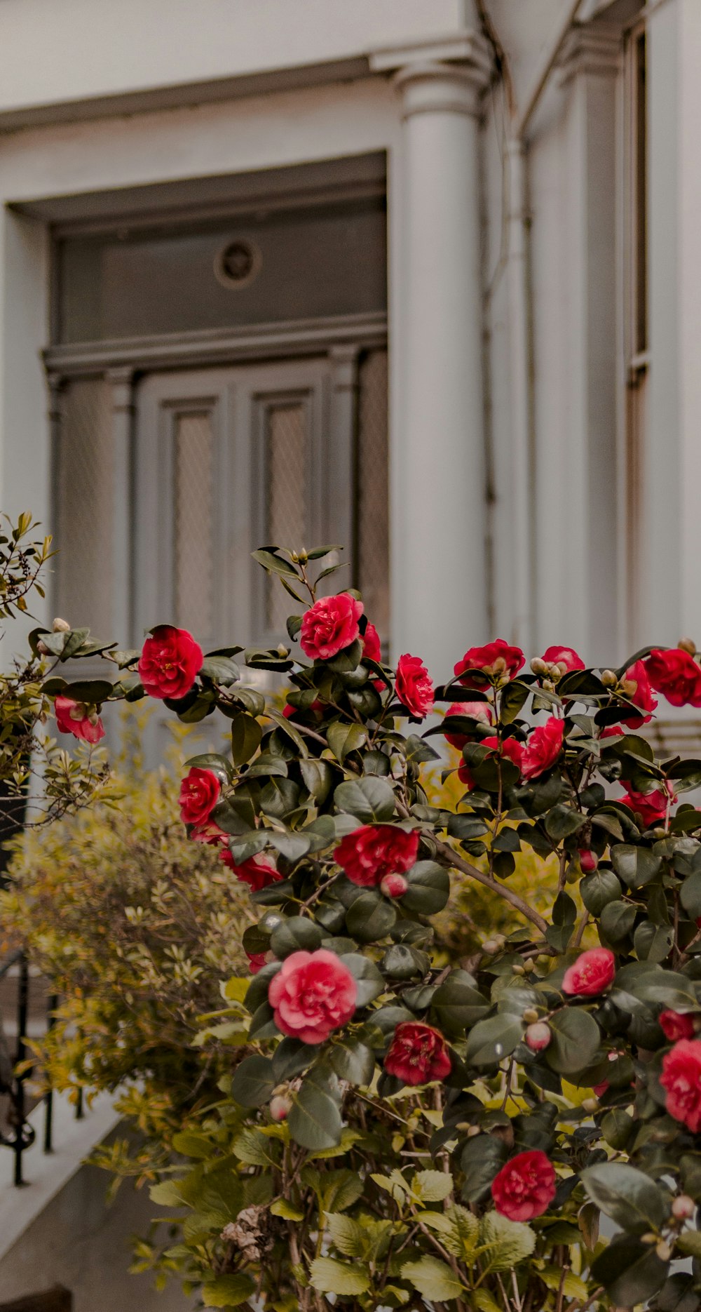 a bunch of red flowers in front of a building