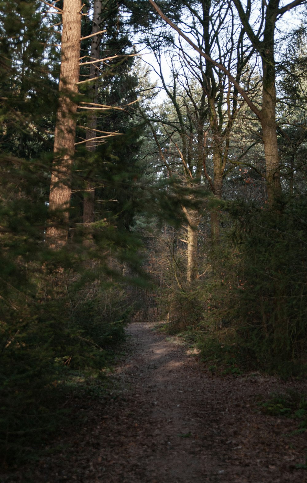 a path through a forest with lots of trees