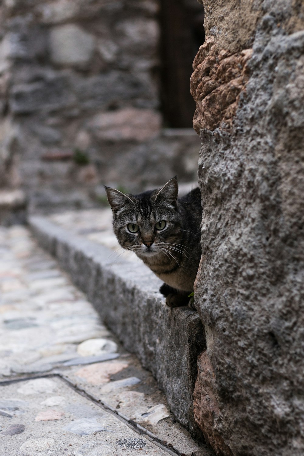 a cat is peeking out from behind a stone wall