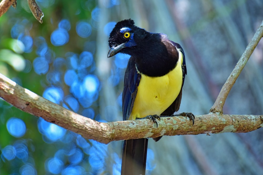 a black and yellow bird sitting on a tree branch