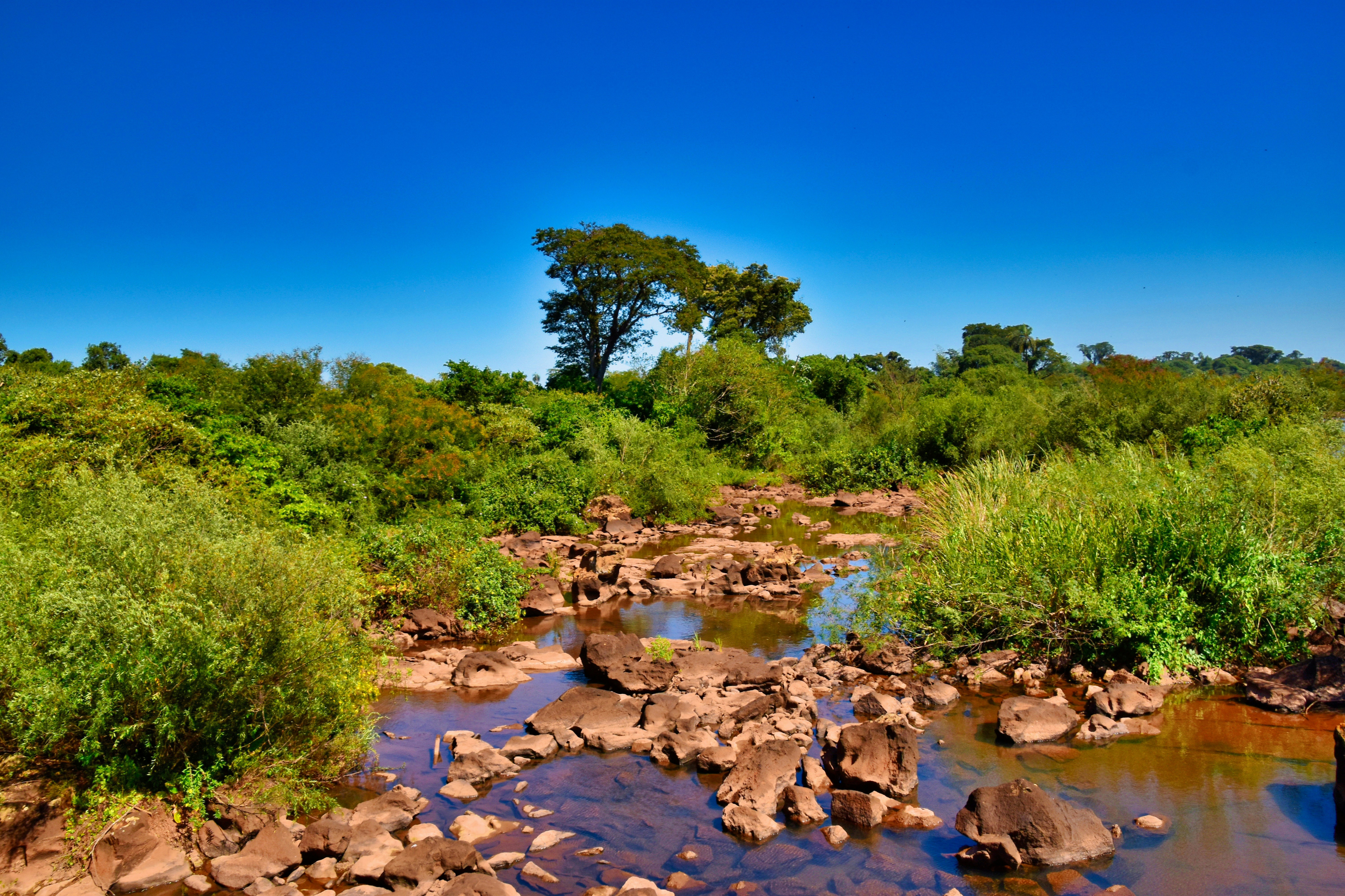 um riacho que atravessa uma floresta verde exuberante