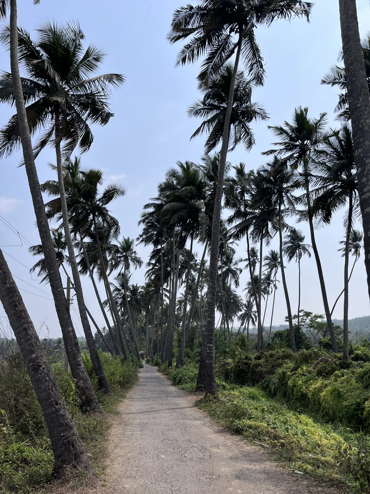 Narrow road running through tall coconut palms
