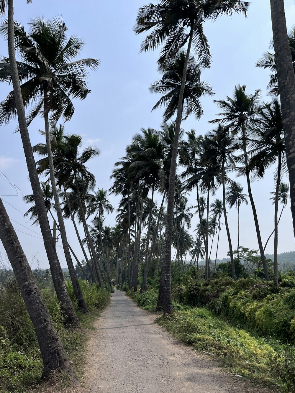 a dirt road surrounded by tall palm trees