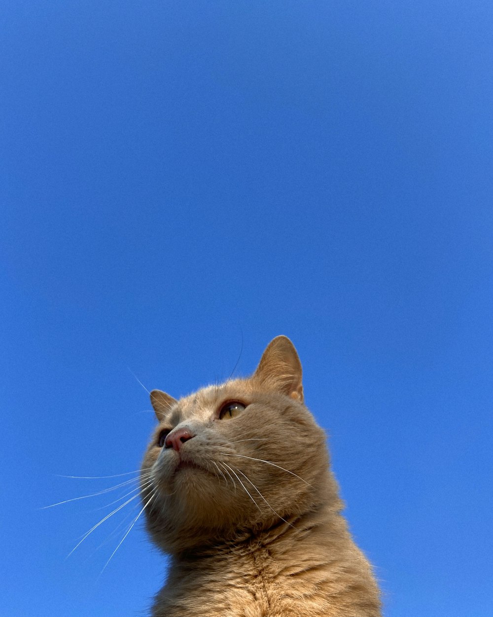 Un primo piano di un gatto con un cielo blu sullo sfondo