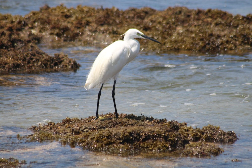 a white bird standing on a rock in the water