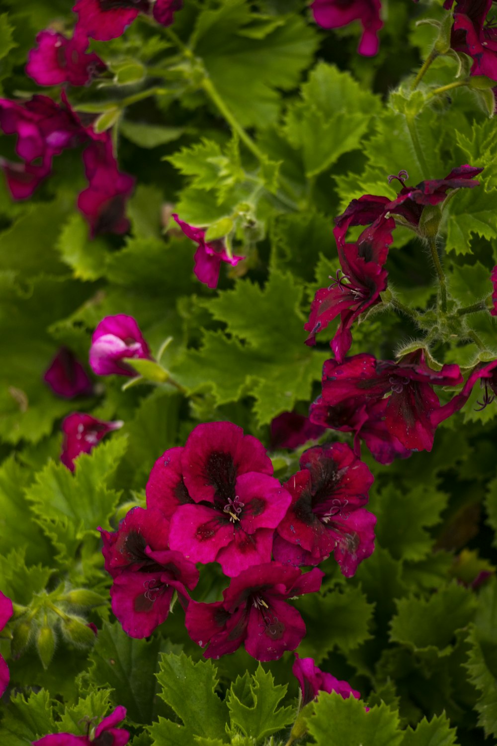 a bunch of flowers that are in the grass