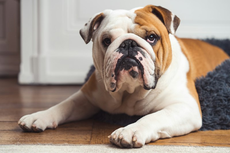 Bulldog photo 1