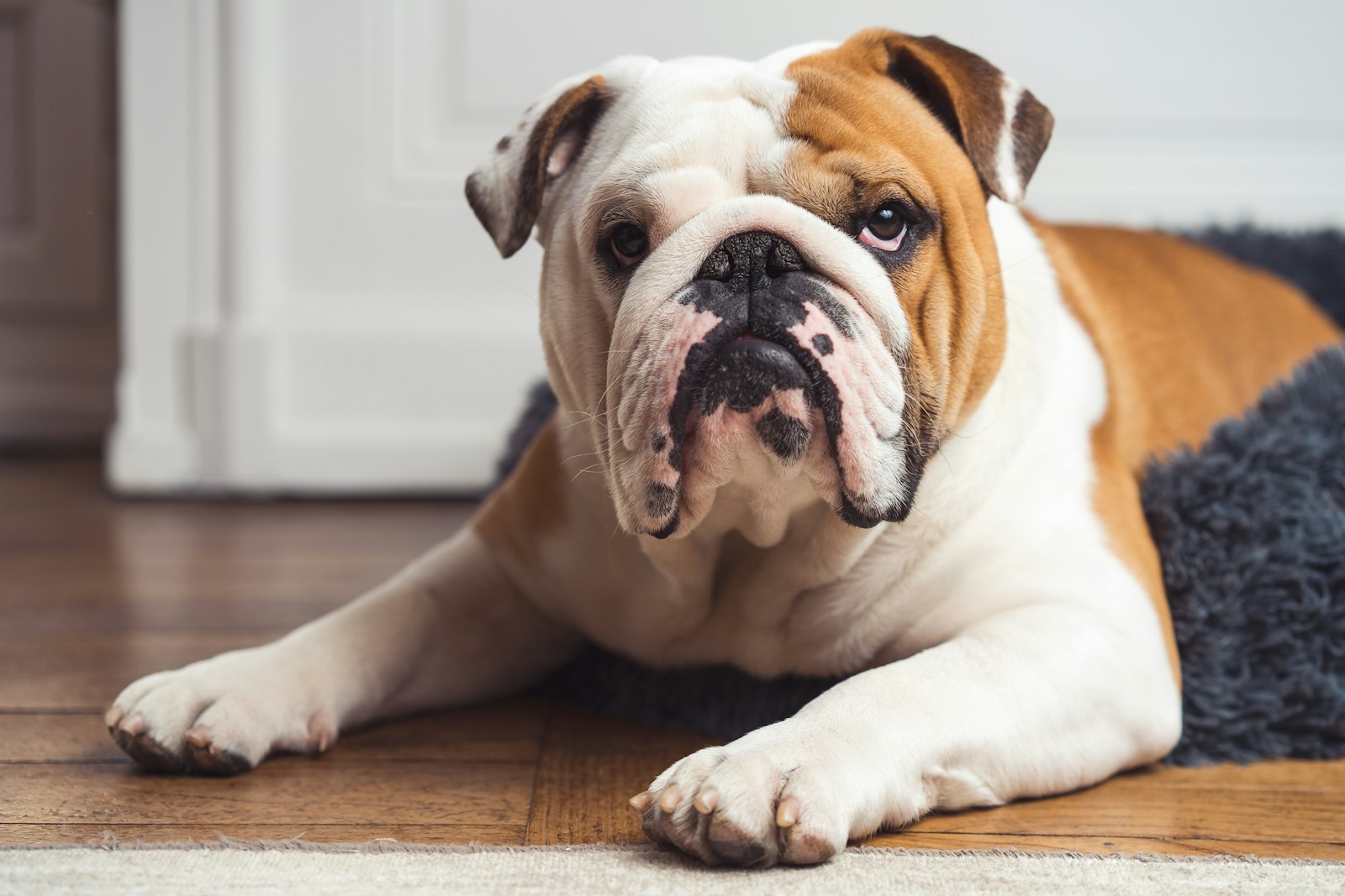 The Bulldog: A Complete Field Guide