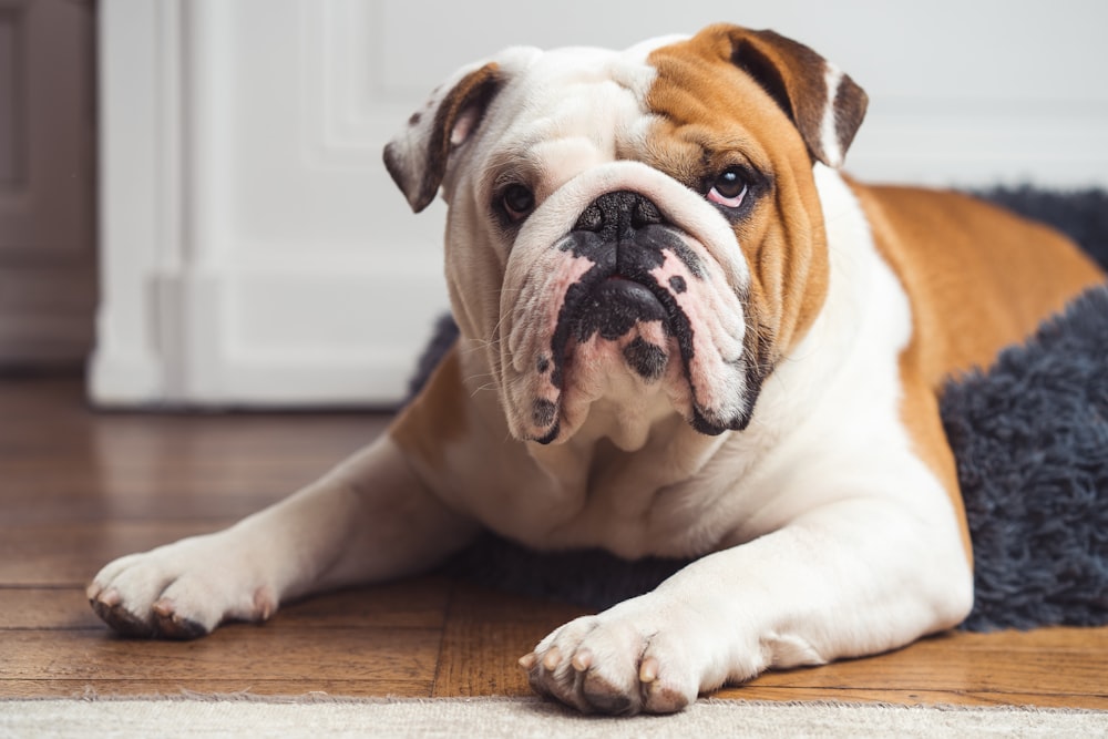 a brown and white dog laying on top of a wooden floor