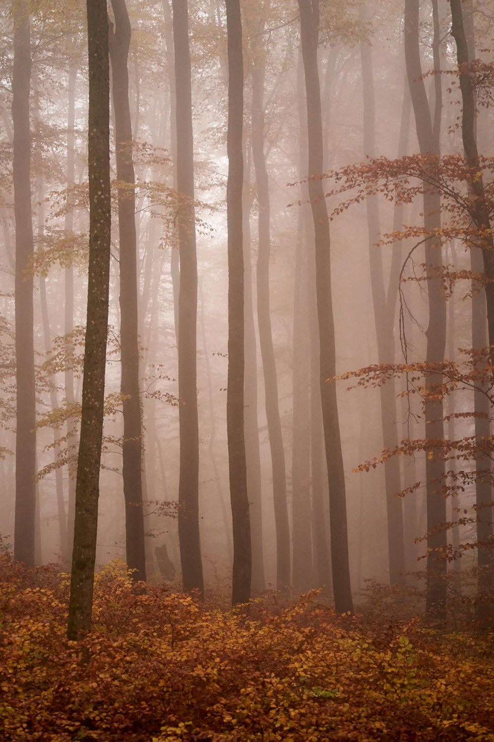 a foggy forest filled with lots of trees