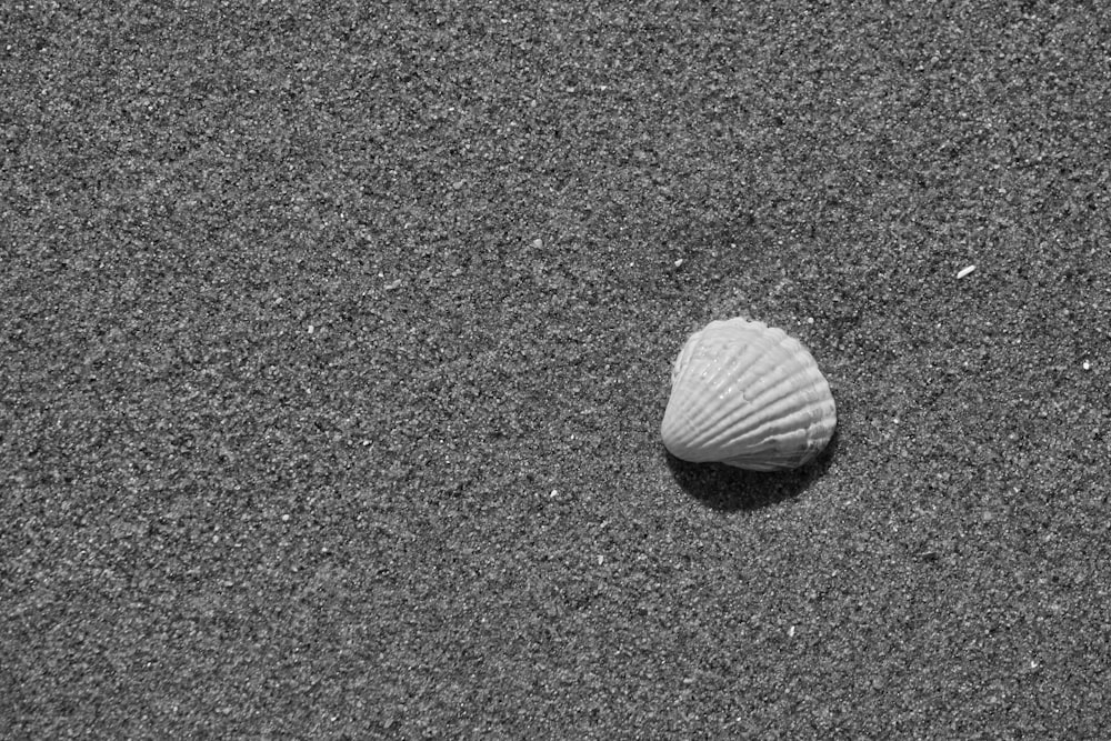 a seashell on the sand of a beach