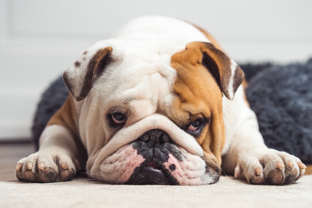 a brown and white dog laying on the floor