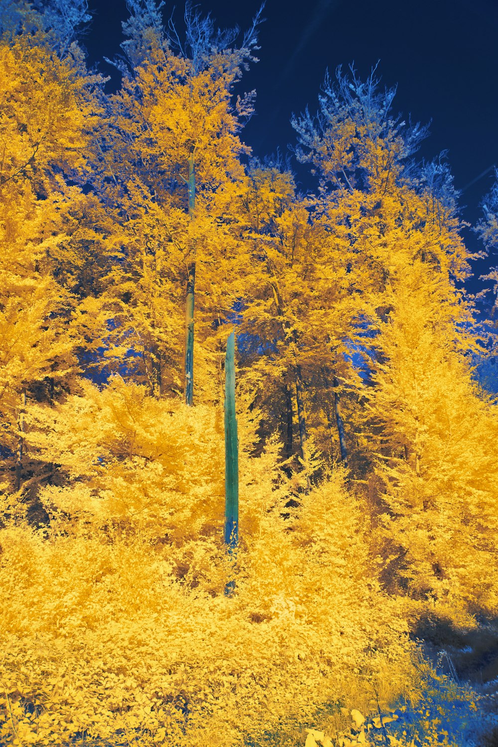 uma árvore com folhas amarelas em uma floresta