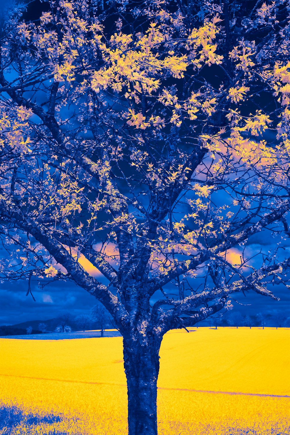 a tree in a field with a blue sky in the background