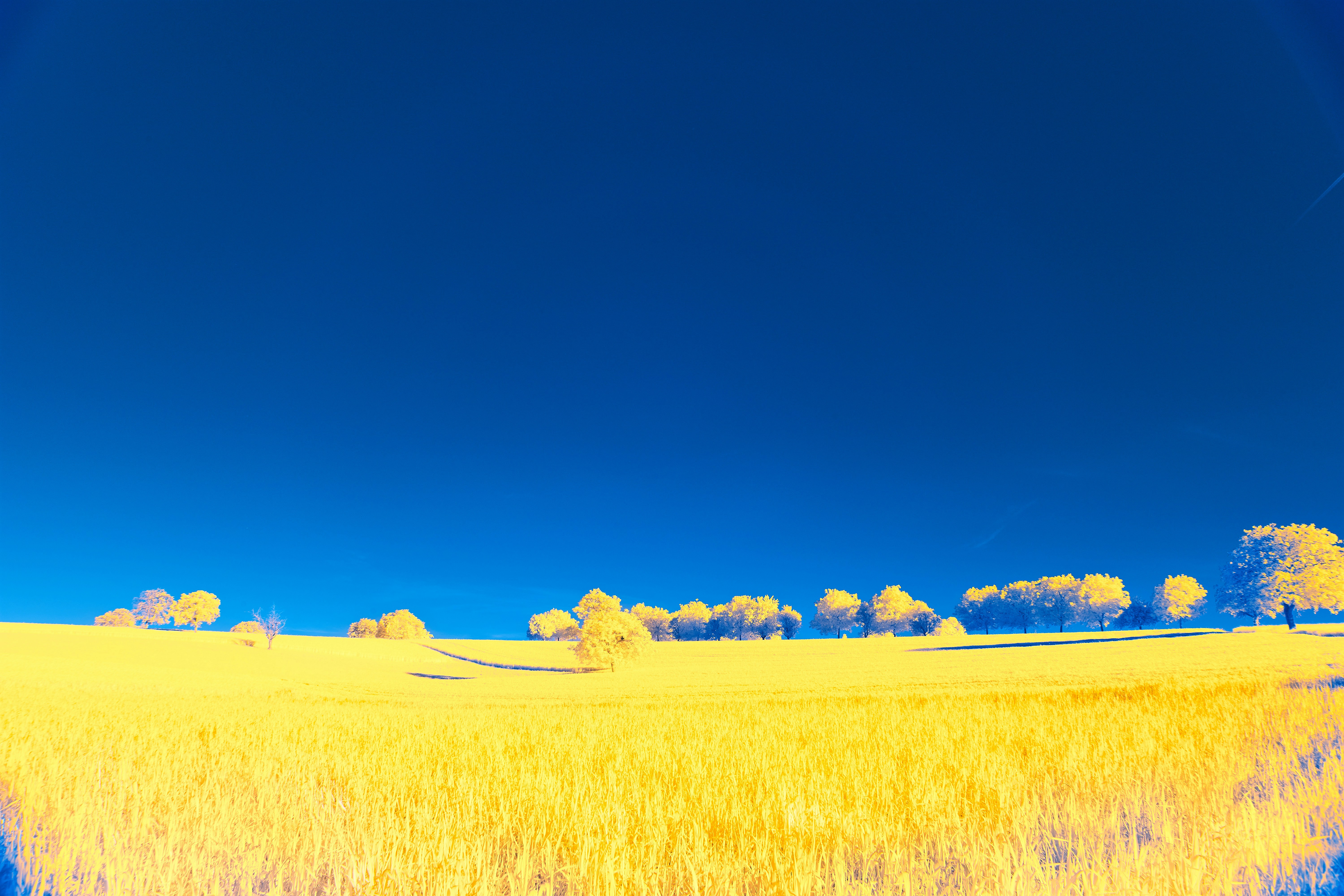 Photo by wolfgang_hasselmann