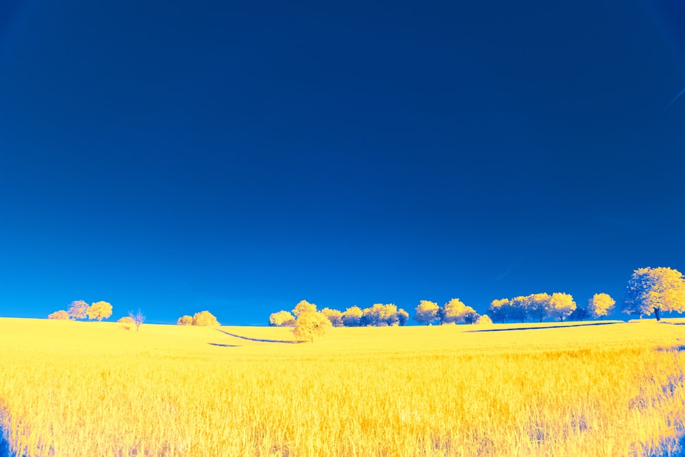 a yellow field with trees in the background