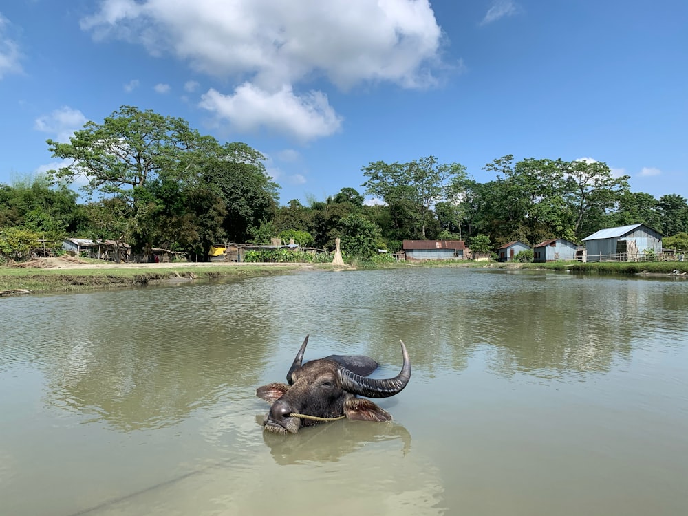 a dead animal in a body of water