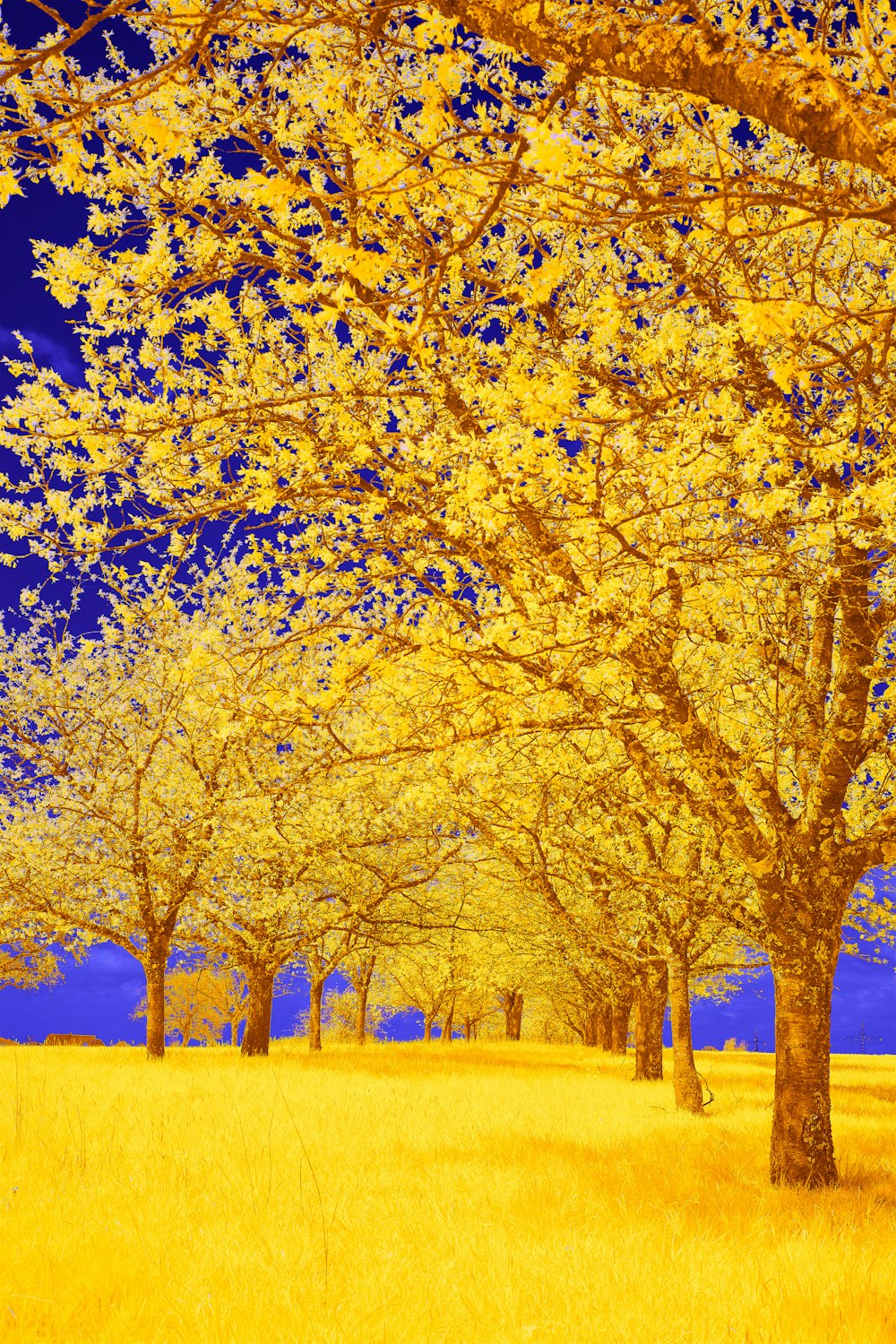 a row of trees with yellow leaves on them
