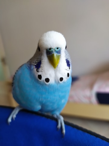 A close-up of a blue and white budgerigar perched on a blue surface. The bird has a vibrant blue chest, white head, and distinct black markings on its cheeks. Its small, sharp beak is prominently visible against the soft focus of a blurred indoor background.