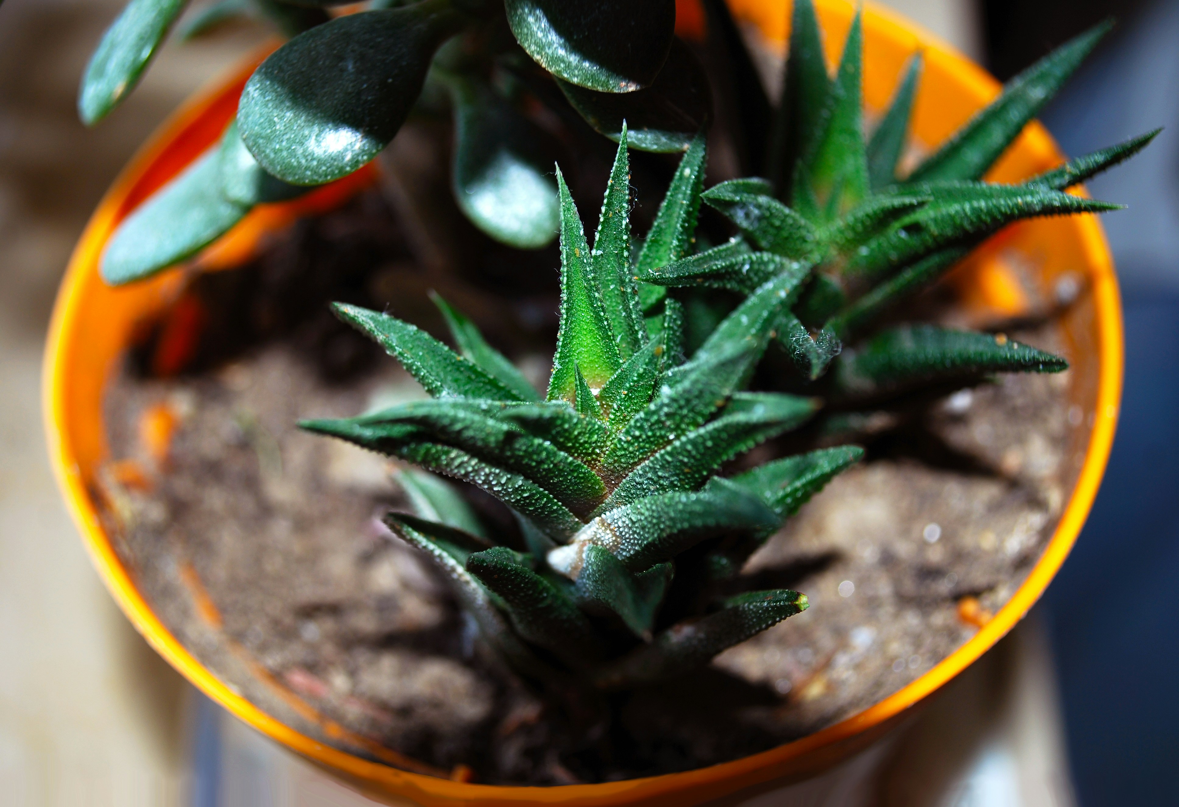 多肉植物初心者が最初に揃えるべき道具｜おすすめ商品と選び方