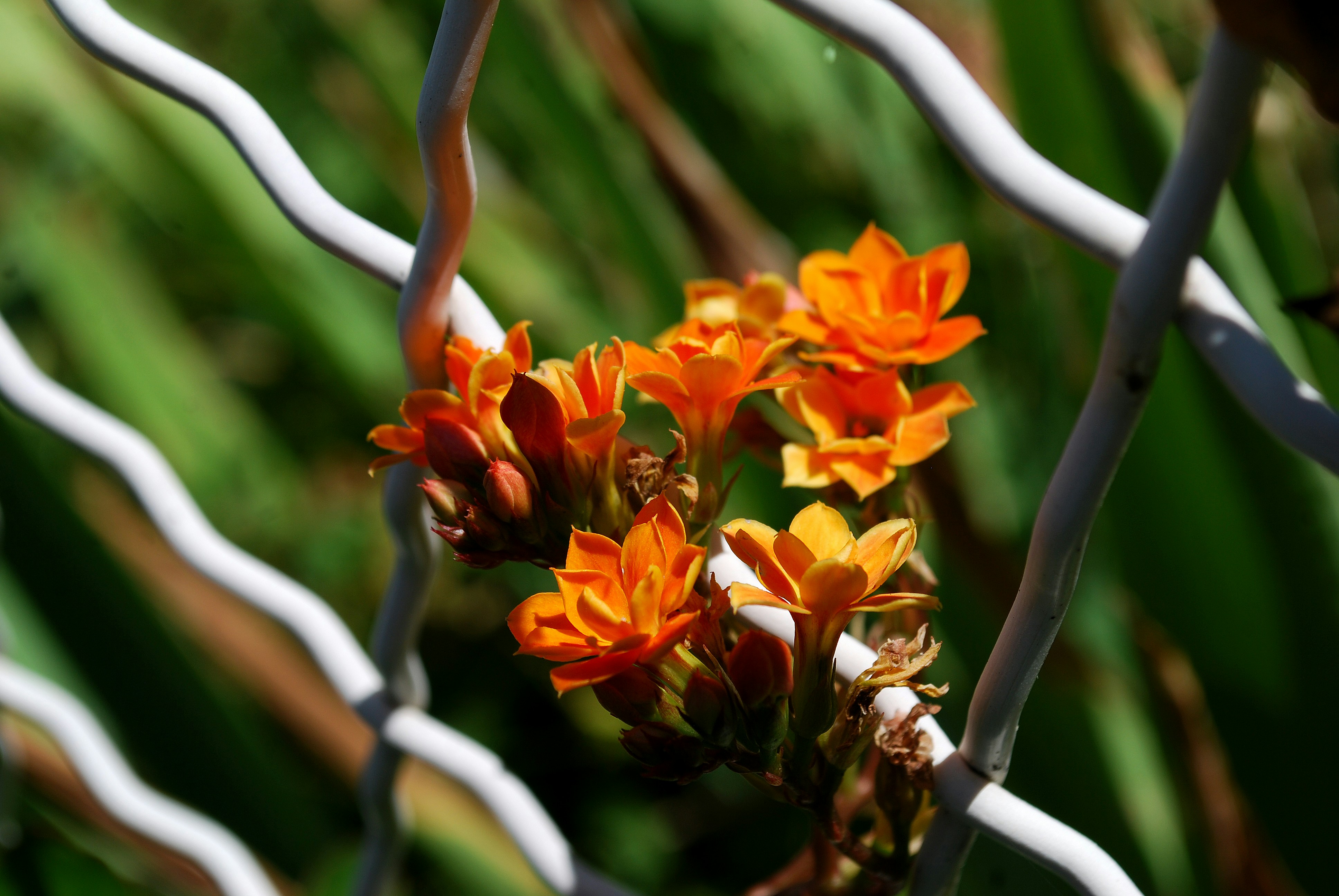 a close up of some orange flowers behind a fence