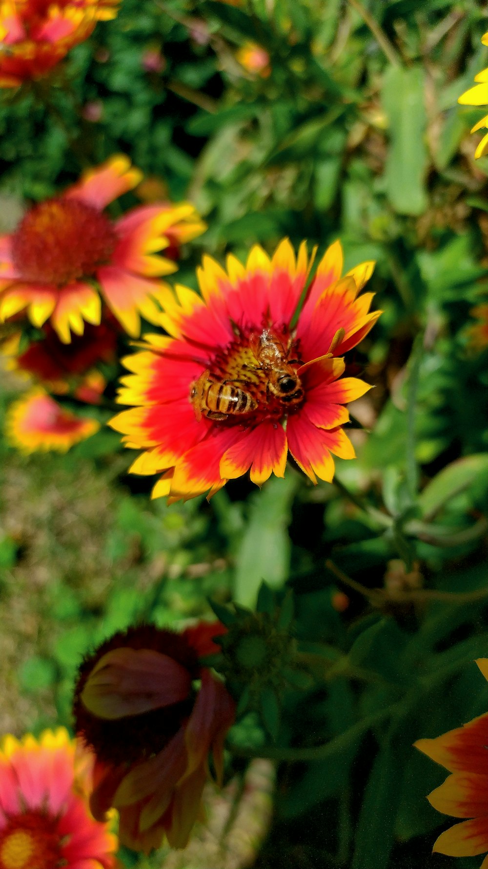 a bee on a flower in a garden