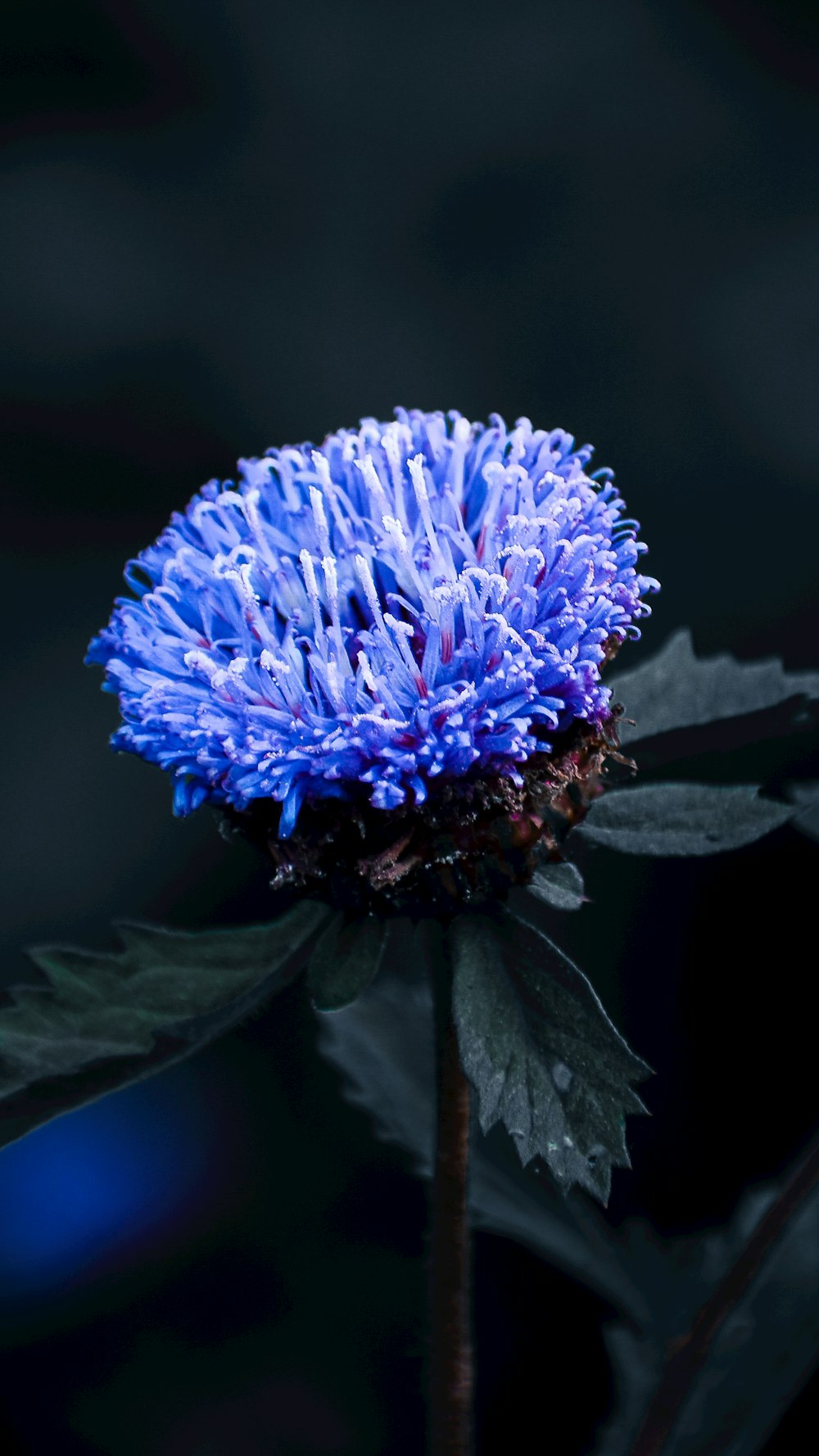 um close up de uma flor azul em um fundo escuro