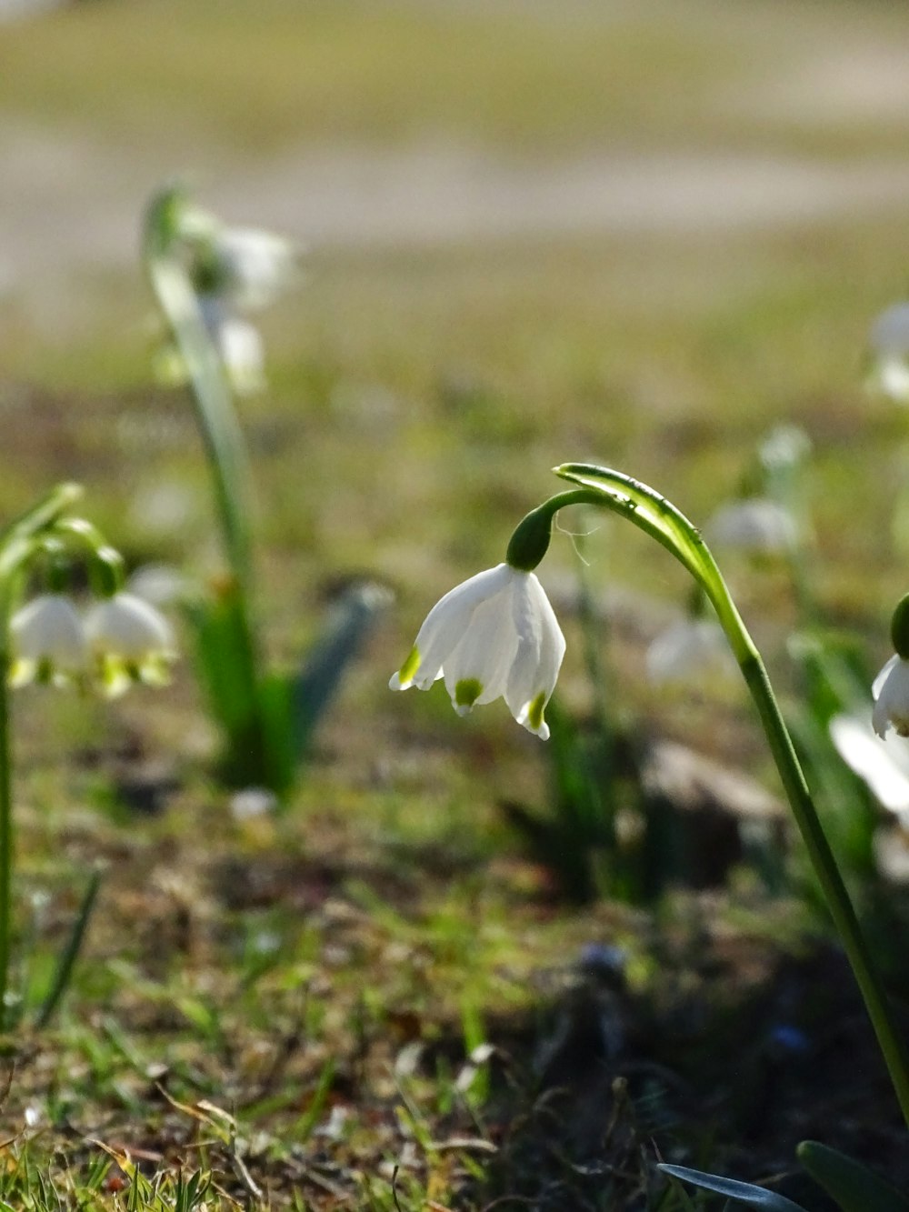 a group of flowers that are in the grass