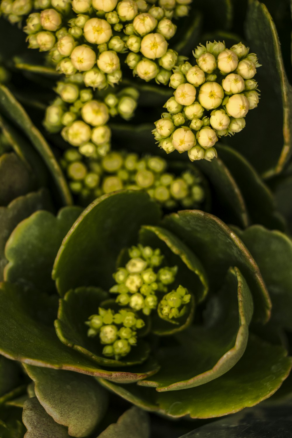 a close up of a plant with green leaves