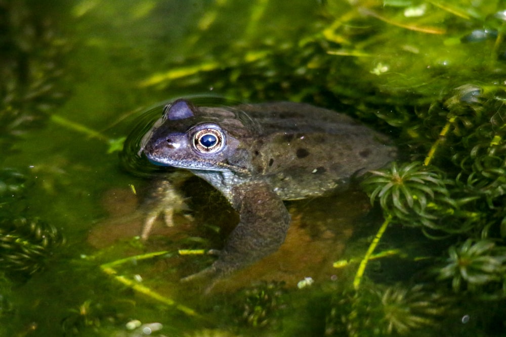 a close up of a frog in some water