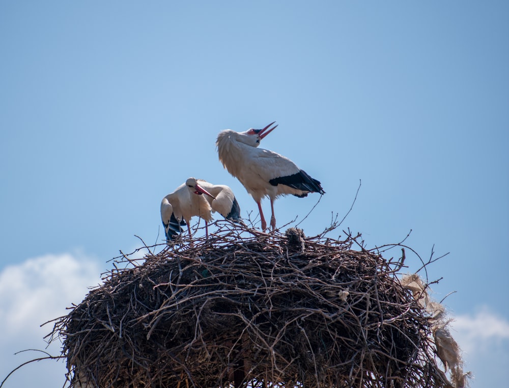 a couple of birds standing on top of a nest