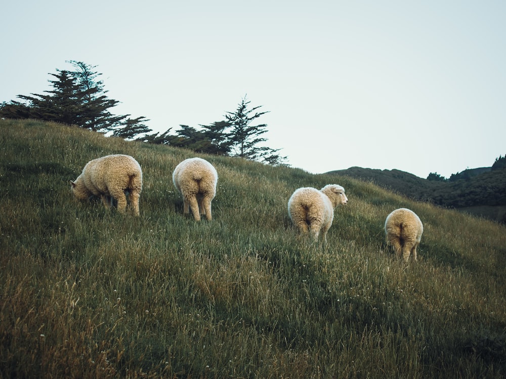 Un grupo de ovejas de pie en la cima de una exuberante ladera verde
