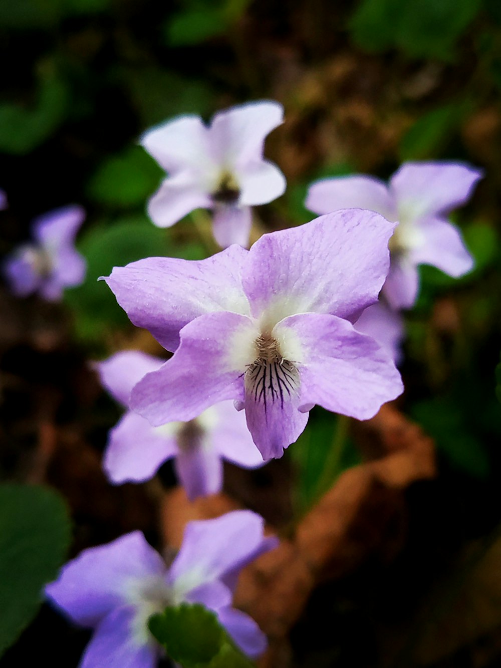 a close up of a flower