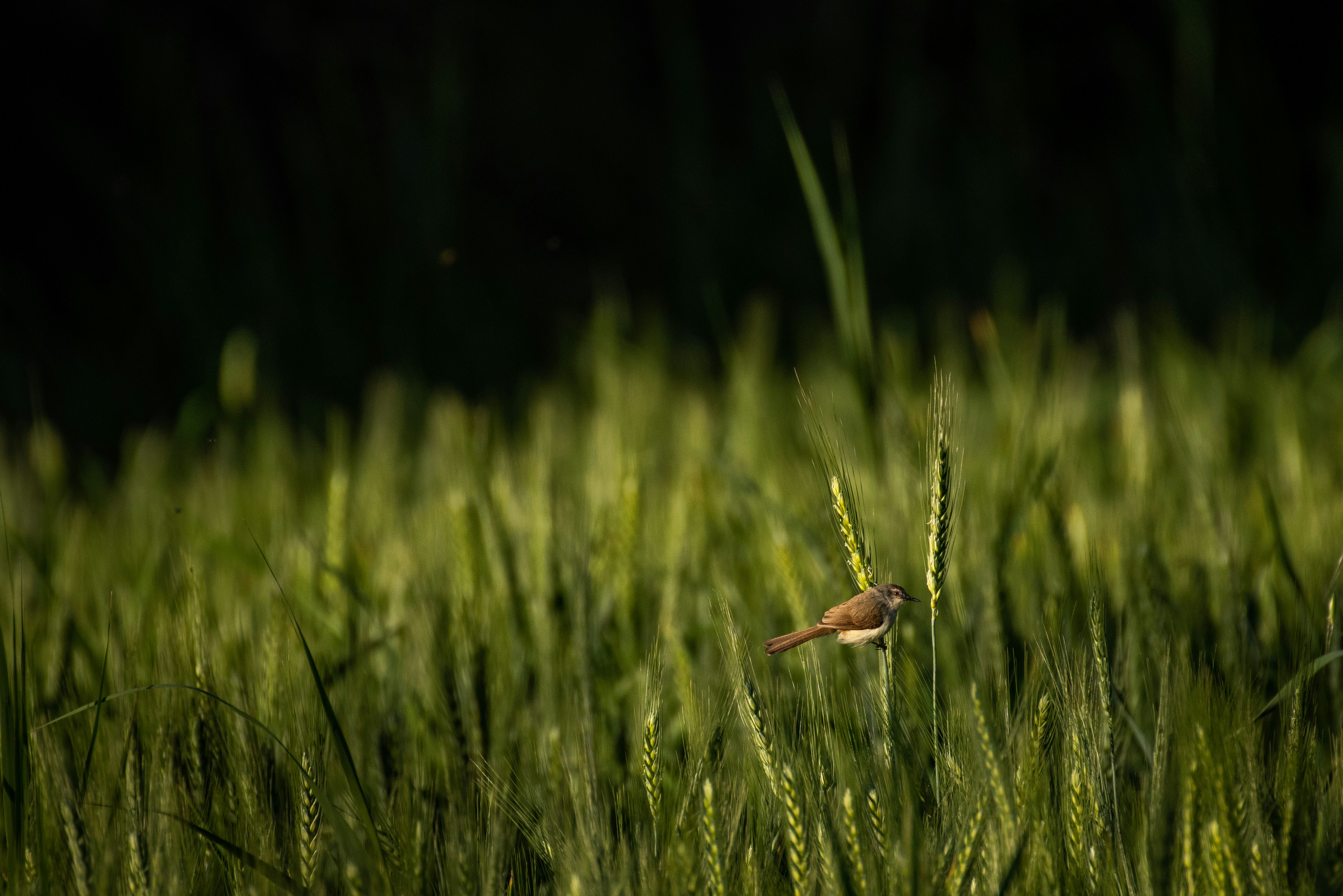 a small bird sitting on top of a tall green plant