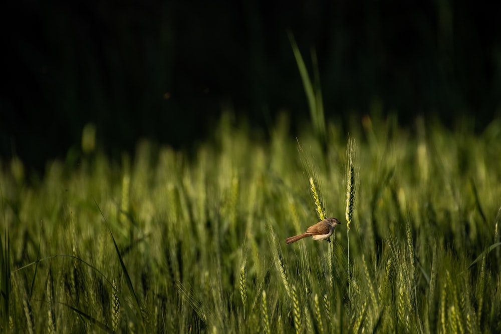 a small bird sitting on top of a tall green plant