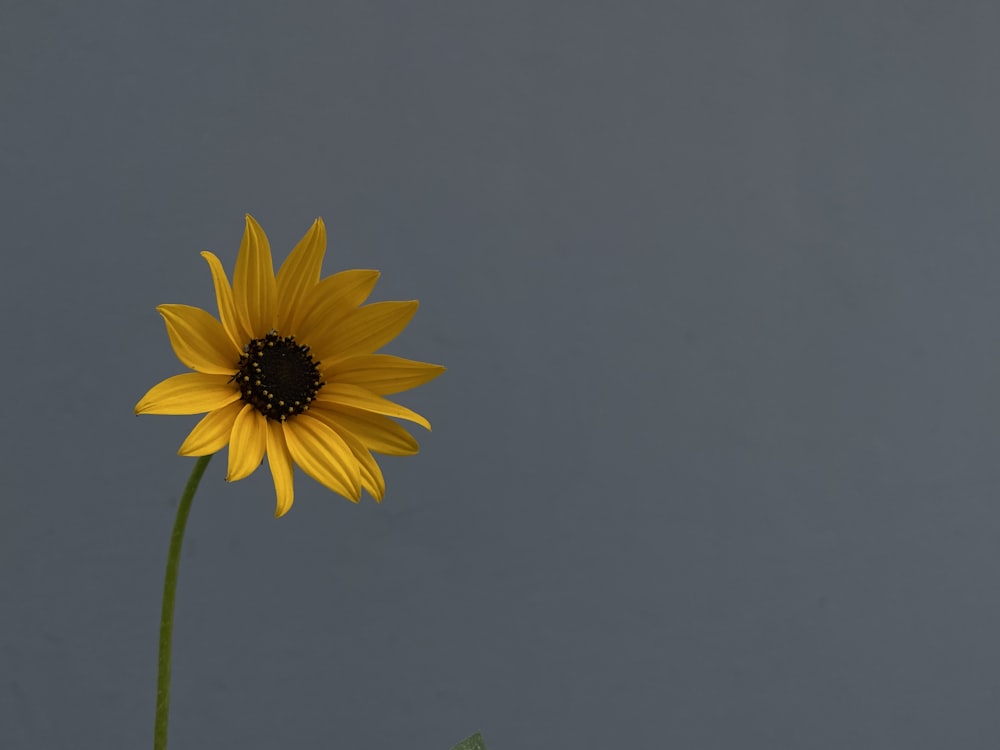 a single yellow sunflower in a vase