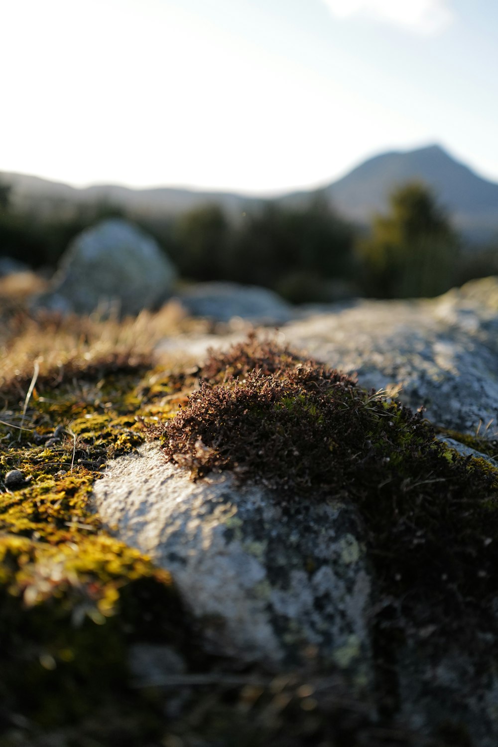 Eine Nahaufnahme eines Felsens, auf dem Moos wächst