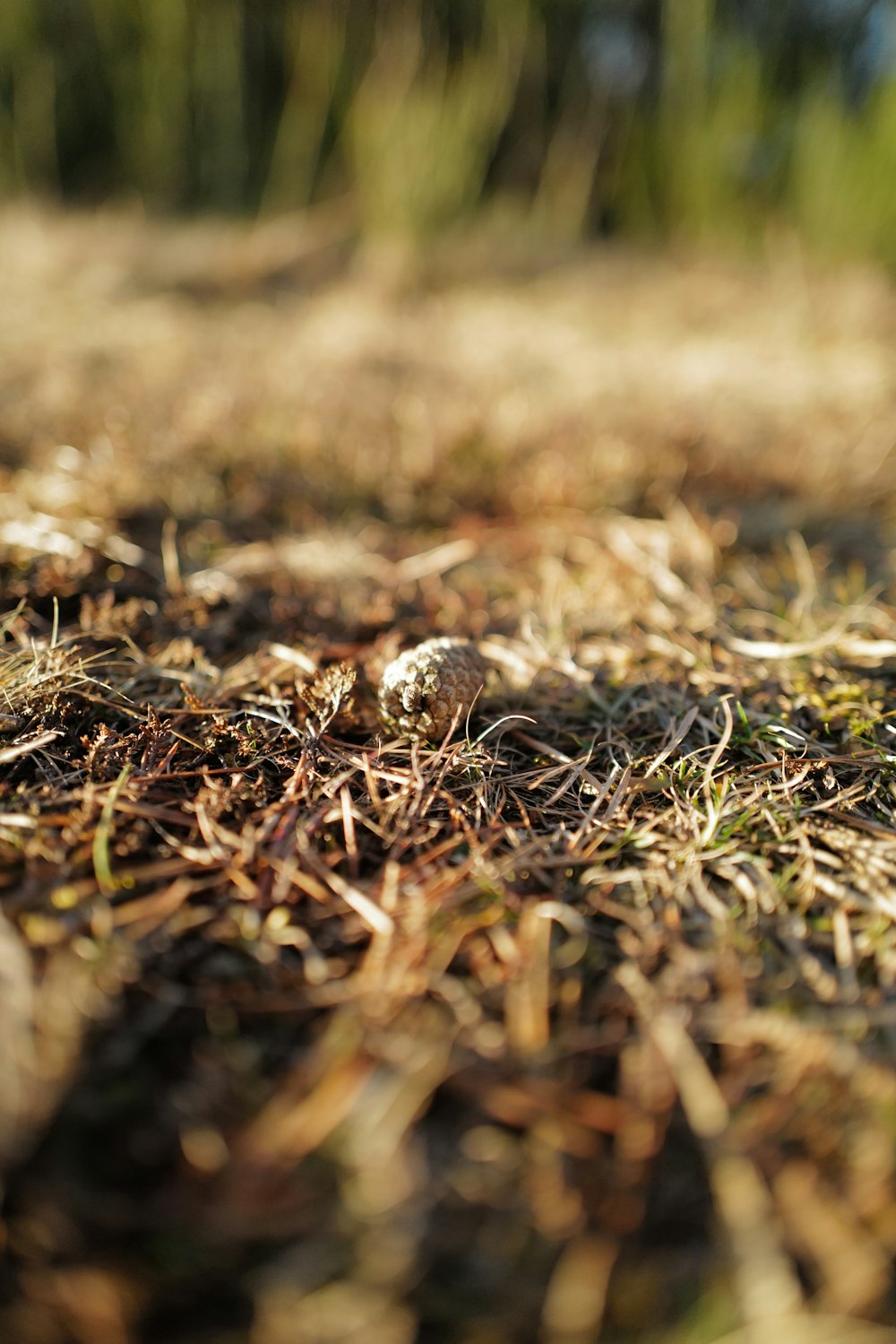 a close up of grass and dirt with a blurry background